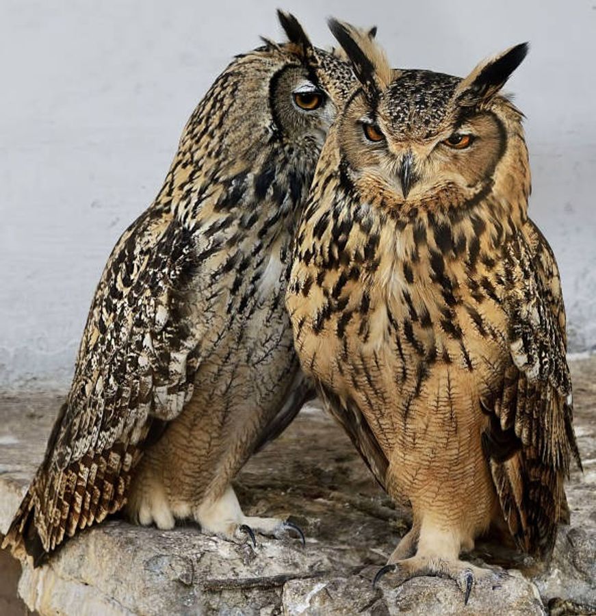 রাশি সংক্রান্ত প্রতিবেদন   রাশি সংক্রান্ত প্রতিবেদন