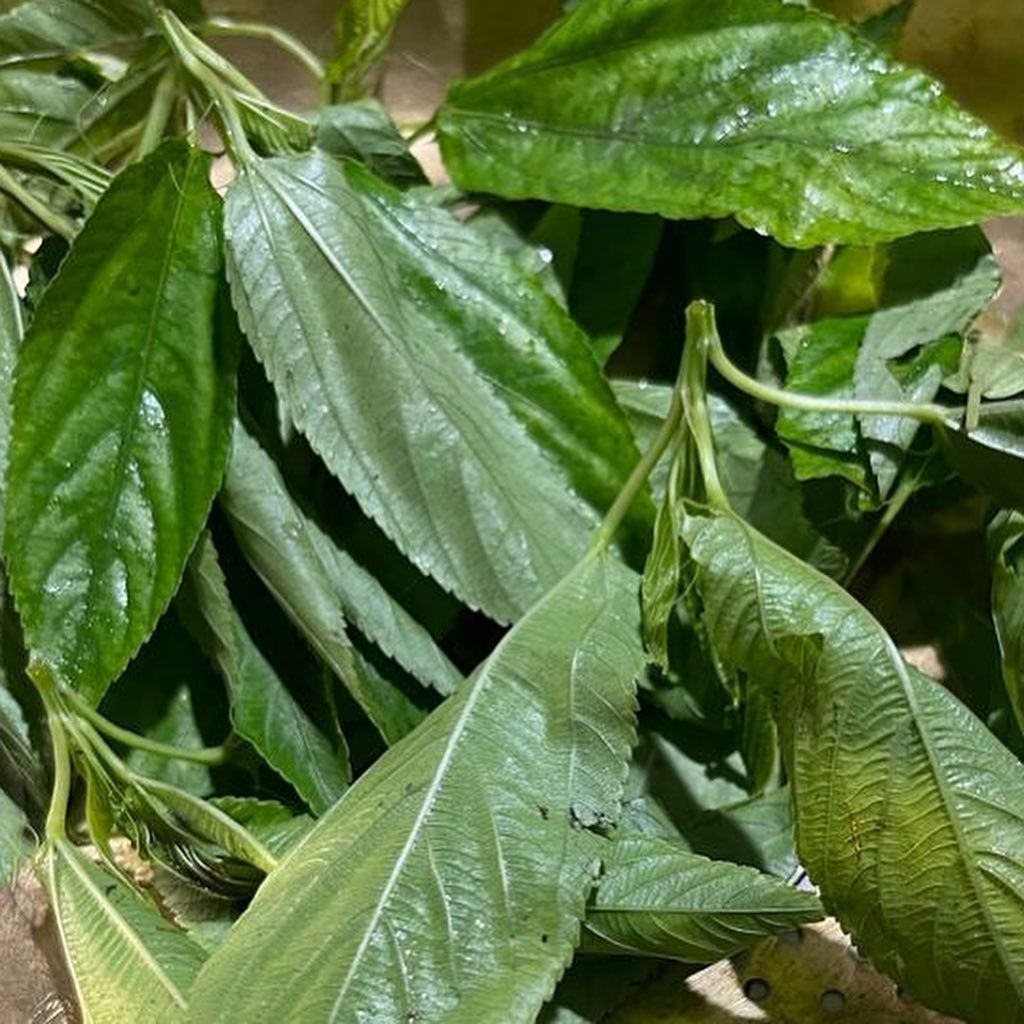 কিন্তু এত গুণ থাকা কিন্তু এত গুণ থাকা