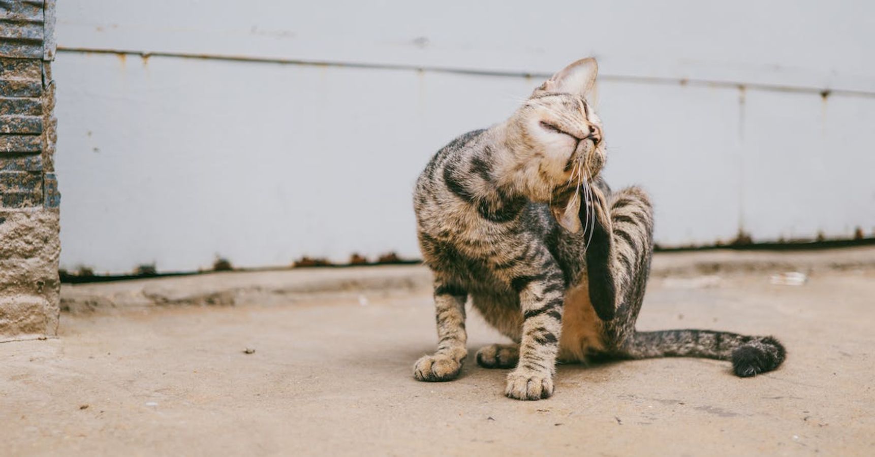 চুলকানো চুলকানো