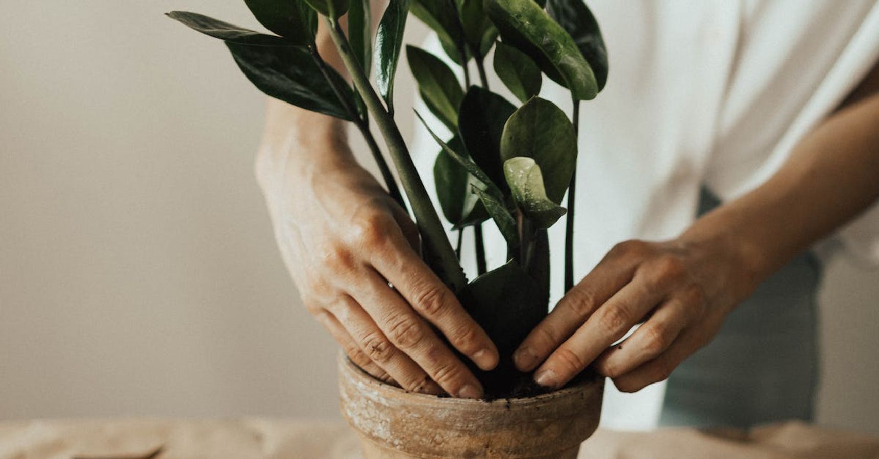 গাছ বসানোর গাছ বসানোর