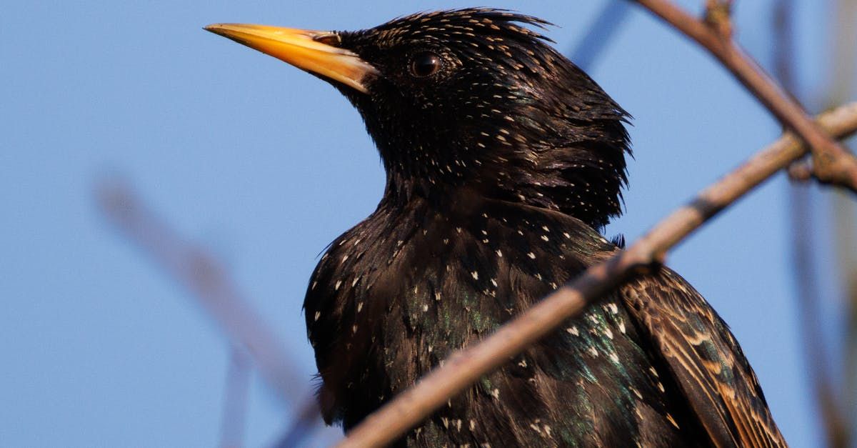 শালিকের   শালিকের