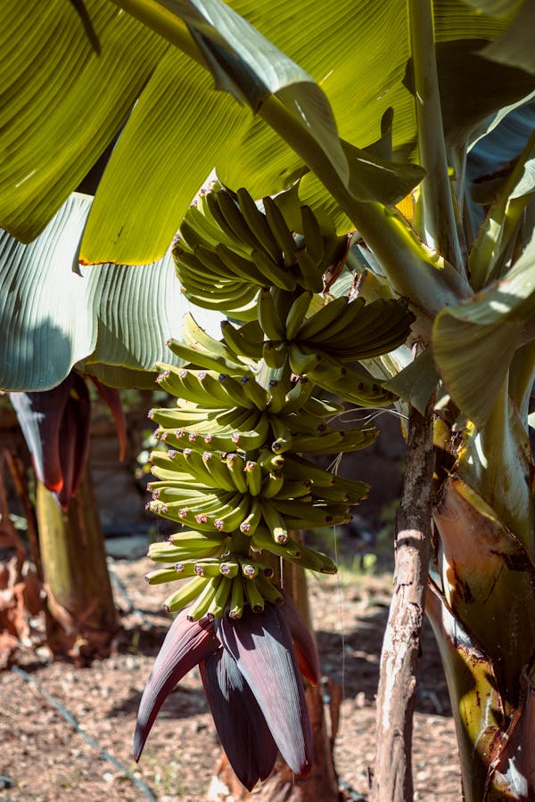 Banana Tree Vastu Direction