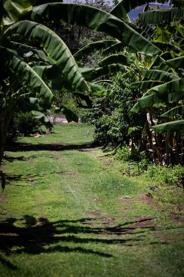 Banana Tree Vastu Direction