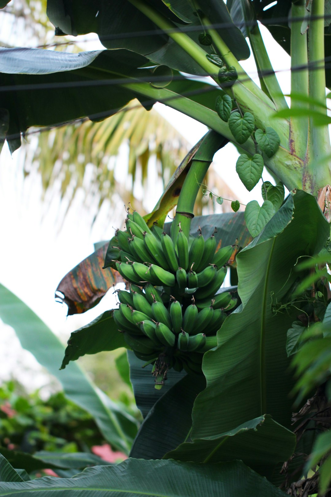 Banana Tree Vastu Direction