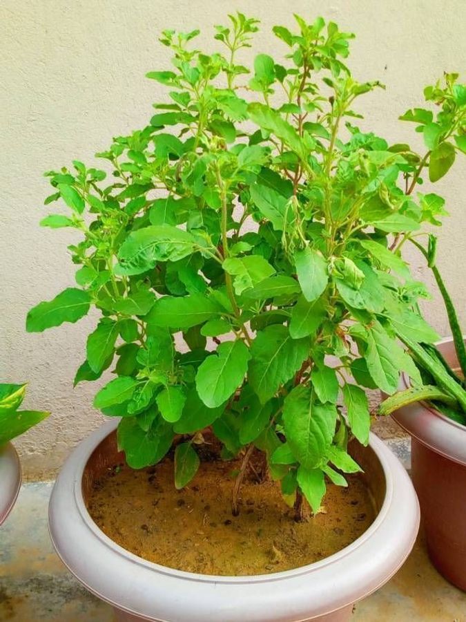  নোংরা বা ছেঁড়া মানি ব্যাগে 