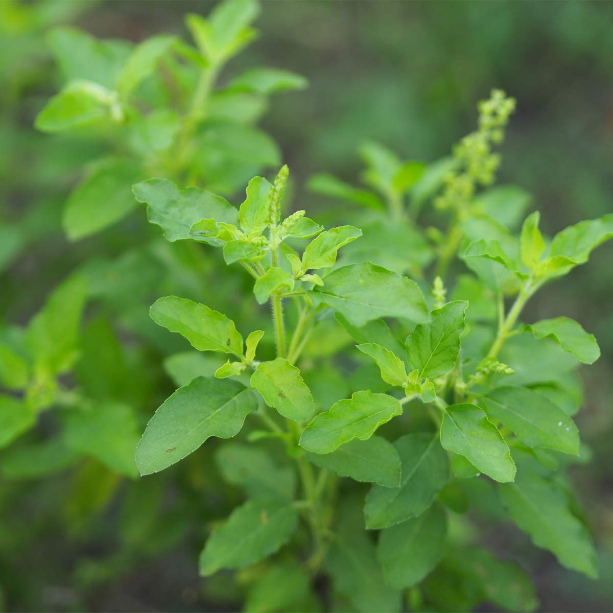 Tulsi