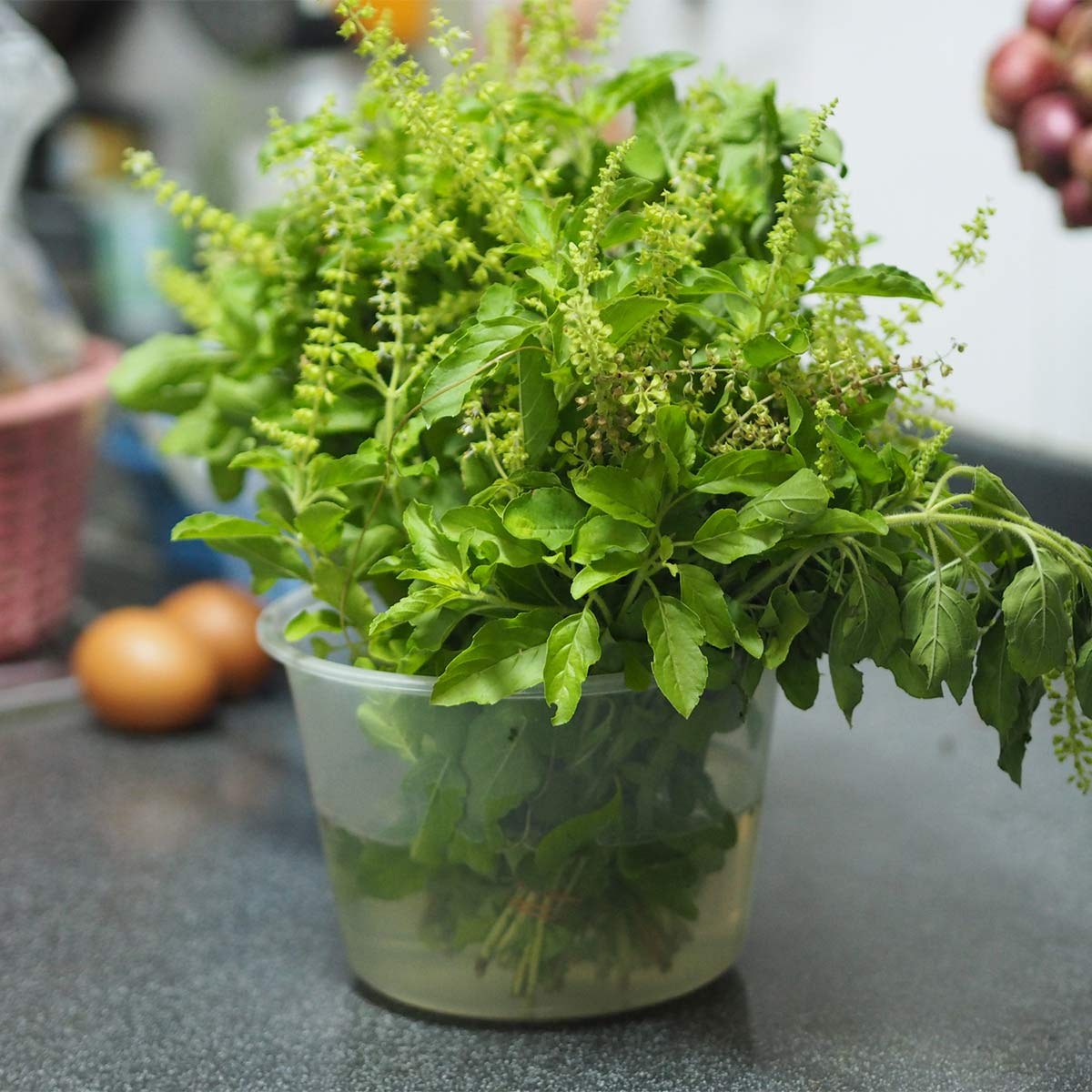 Tulsi basil