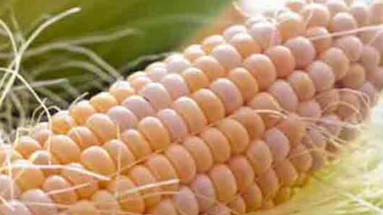 ক্রিসপি কর্ন ক্রিসপি কর্ন