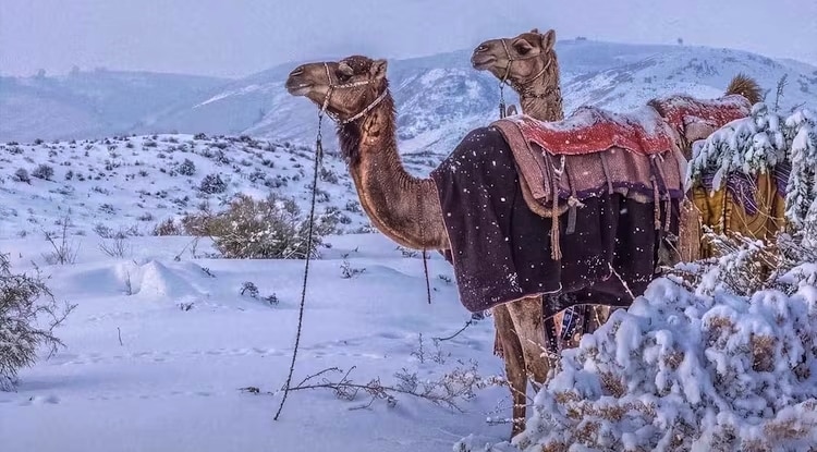 Saudi Arabia Snowfall 