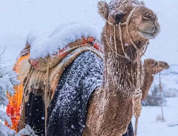 Saudi Arabia Snowfall 