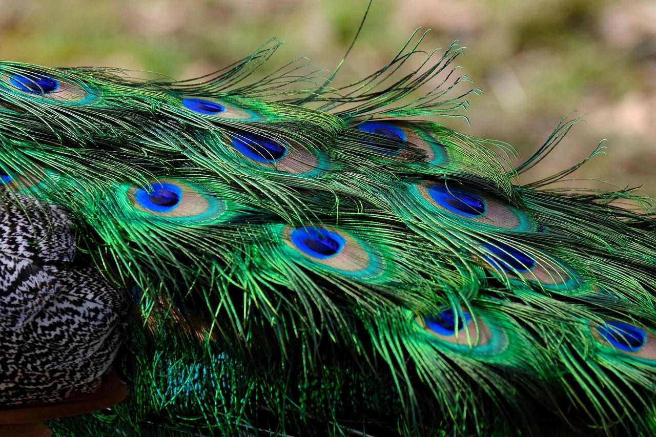 Peacock Feather Money Rules Peacock Feather Money Rules
