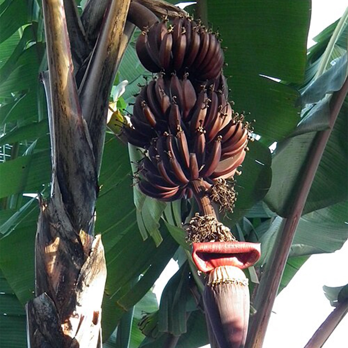 Red Banana