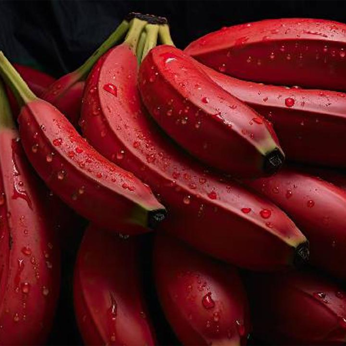 Red Banana plant 