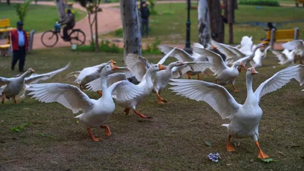 Divorce In Birds Divorce In Birds