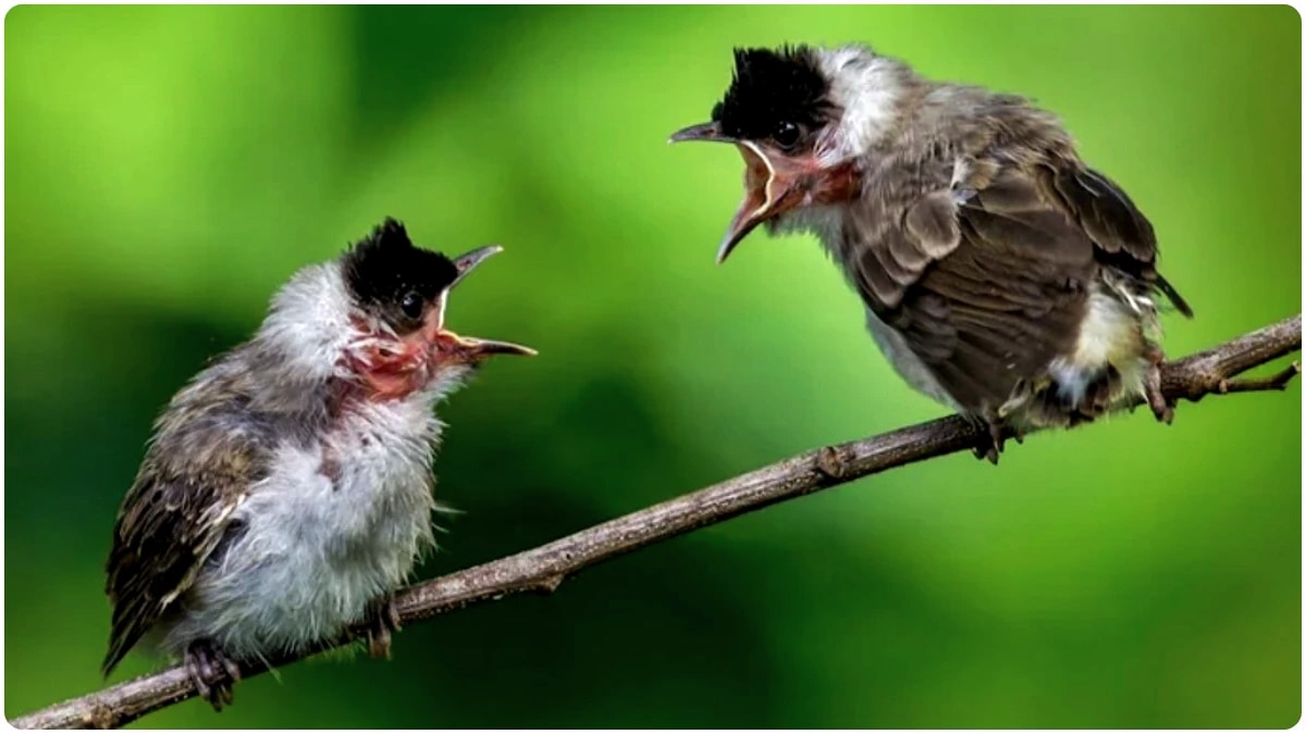 Divorce In Birds Divorce In Birds