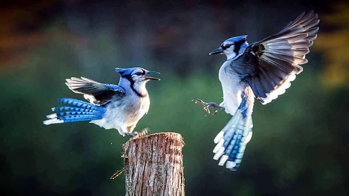 Divorce In Birds Divorce In Birds