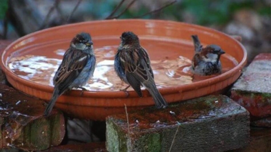 Divorce In Birds Divorce In Birds