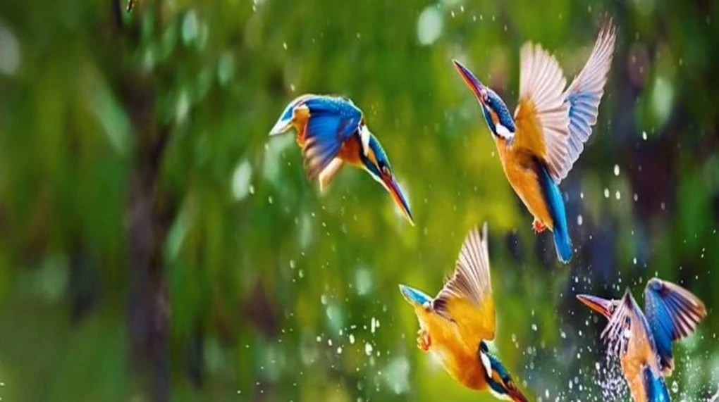 Divorce In Birds Divorce In Birds