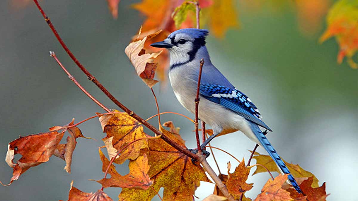 Divorce In Birds Divorce In Birds