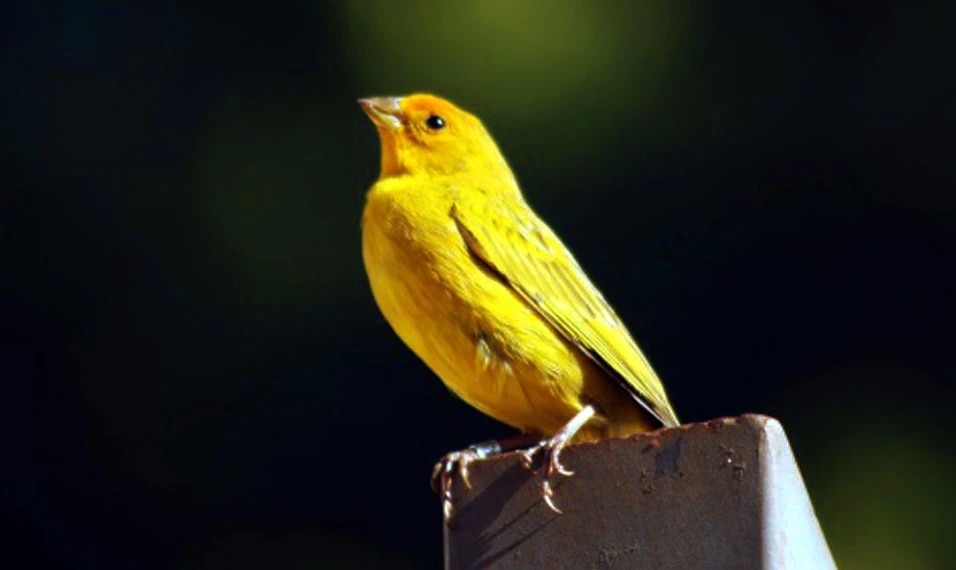 Divorce In Birds Divorce In Birds