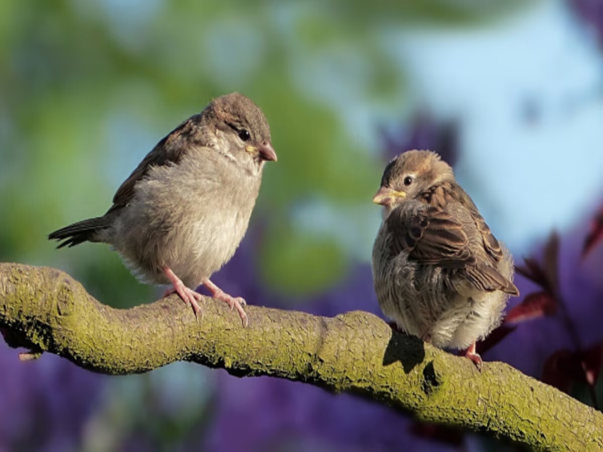 Divorce In Birds Divorce In Birds