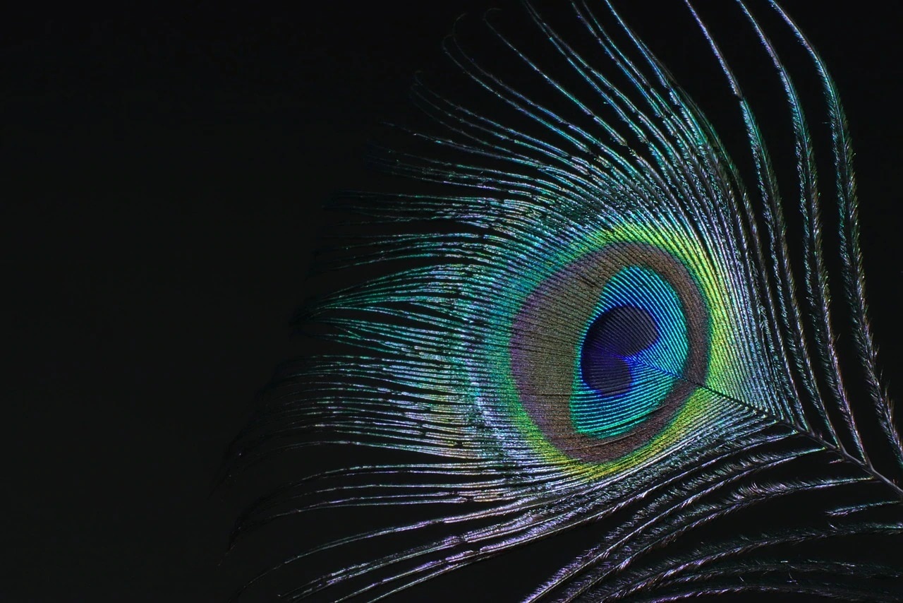 Peacock Feather Money Rules Peacock Feather Money Rules