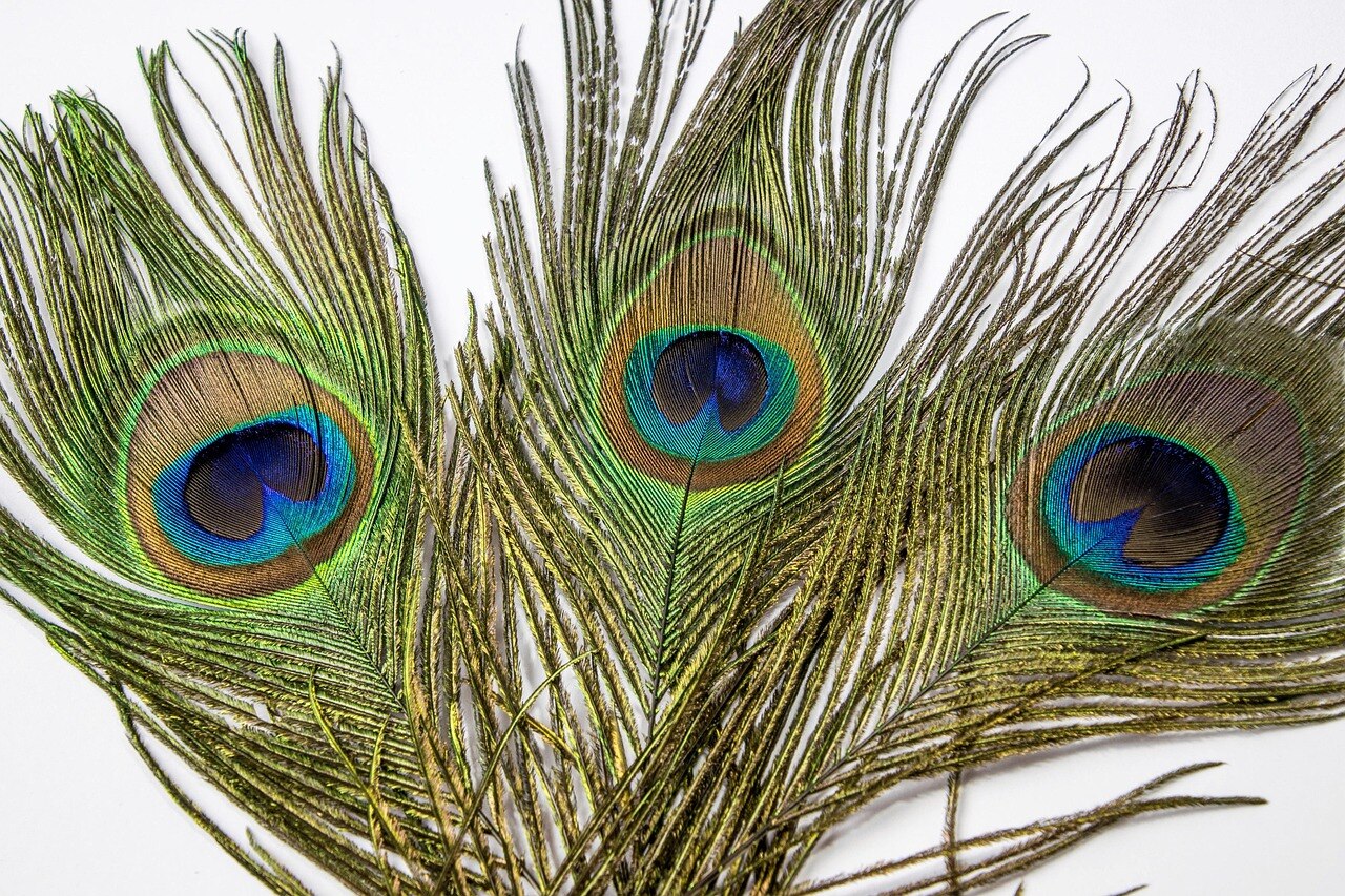 Peacock Feather Money Rules Peacock Feather Money Rules