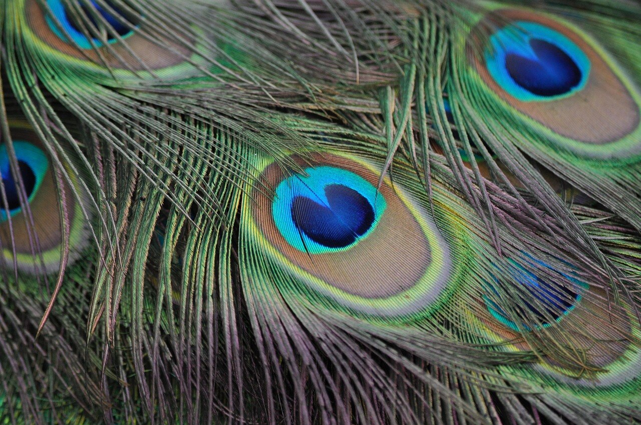 Peacock Feather Money Rules Peacock Feather Money Rules