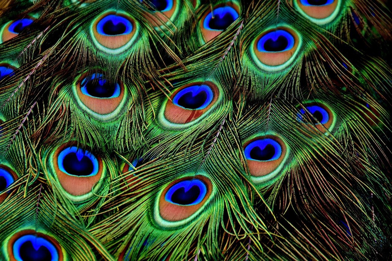 Peacock Feather Money Rules Peacock Feather Money Rules