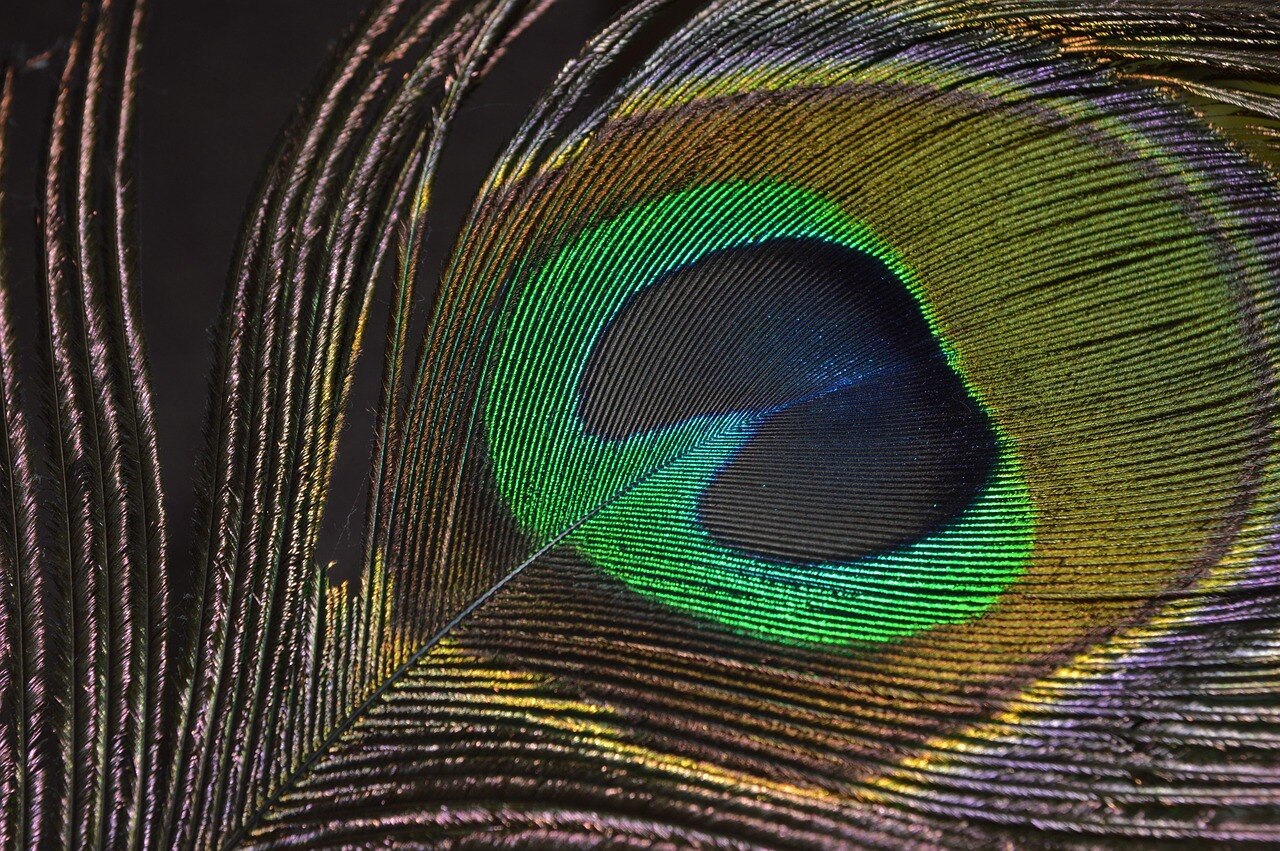 Peacock Feather Money Rules Peacock Feather Money Rules