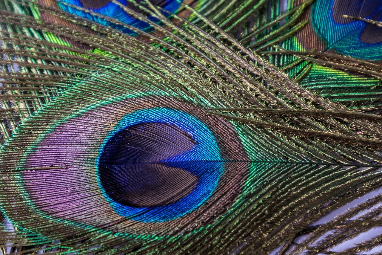 Peacock Feather Money Rules Peacock Feather Money Rules
