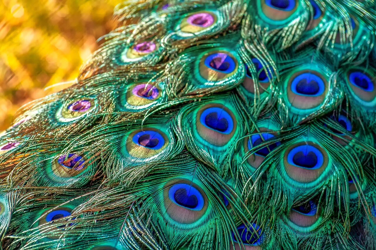 Peacock Feather Money Rules Peacock Feather Money Rules