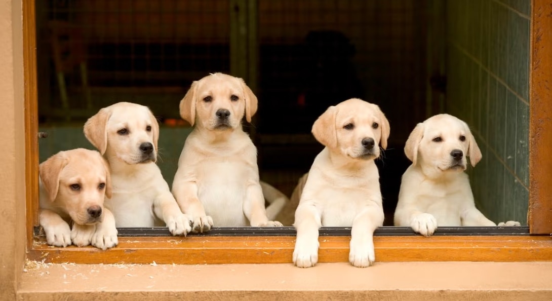 Pets for house Pets for house