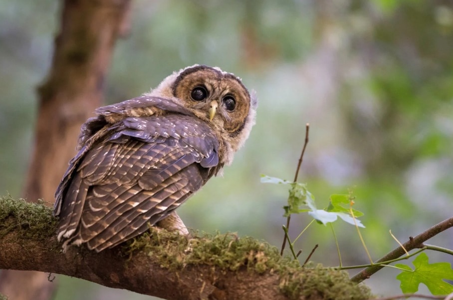 Pets for house Pets for house