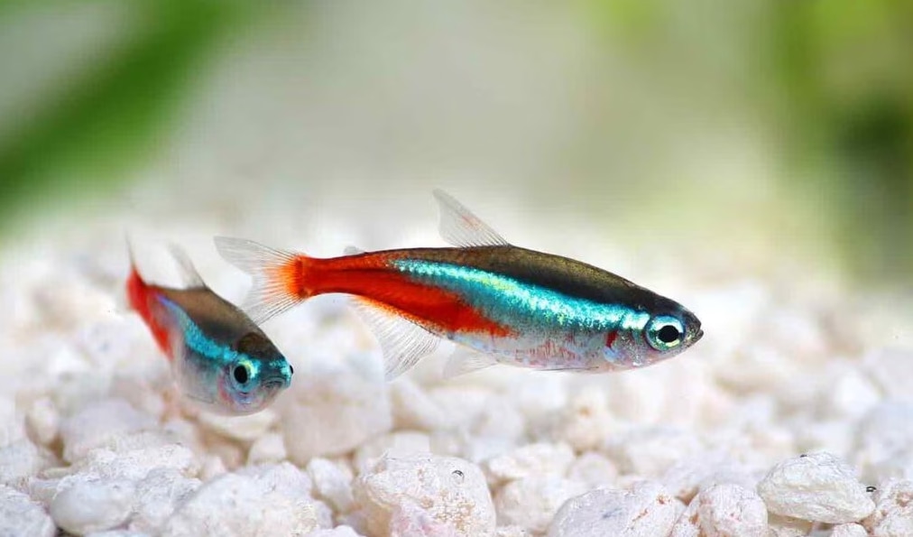 Pets for house Pets for house