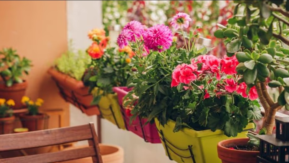 unlucky plant unlucky plant