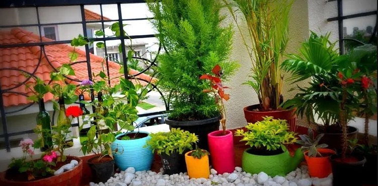 unlucky plant unlucky plant