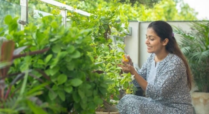 unlucky plant unlucky plant