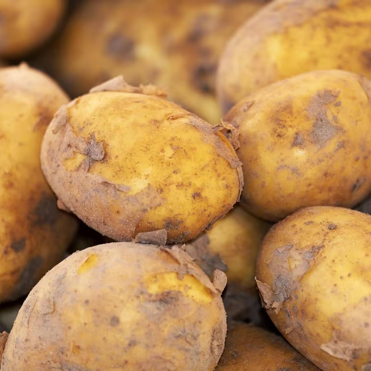 যদি আপনার বাগান না থাকে, তাহলে আপনি টবে বা পাত্রেও আলু চাষ করতে পারেন, যা খুবই সহজ। যদি আপনার বাগান না থাকে, তাহলে আপনি টবে বা পাত্রেও আলু চাষ করতে পারেন, যা খুবই সহজ।