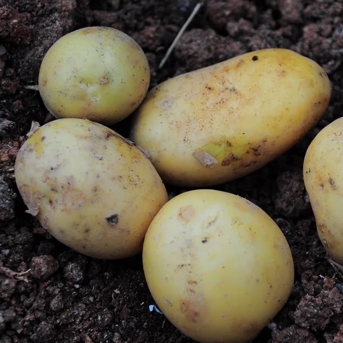 আলু রোপণের প্রায় ৭০ থেকে ১২০ দিনের মধ্যে পাকা হয়। এই সময়কাল জাতের উপর নির্ভর করে পরিবর্তিত হয়। কিছু প্রাথমিক পরিপক্ক জাত ৬০ দিনেরও কম সময়ে আলু উৎপাদন করতে পারে, আবার কিছু ১৪০ দিন বা তার বেশি সময় নিতে পারে। আলু রোপণের প্রায় ৭০ থেকে ১২০ দিনের মধ্যে পাকা হয়। এই সময়কাল জাতের উপর নির্ভর করে পরিবর্তিত হয়। কিছু প্রাথমিক পরিপক্ক জাত ৬০ দিনেরও কম সময়ে আলু উৎপাদন করতে পারে, আবার কিছু ১৪০ দিন বা তার বেশি সময় নিতে পারে।