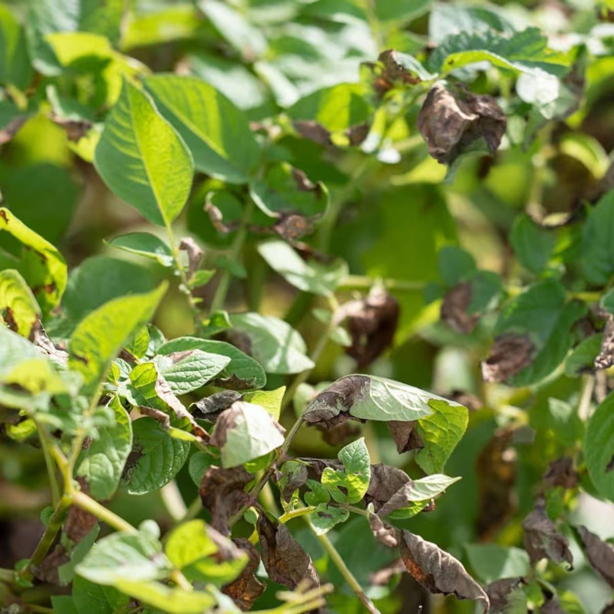 প্রতিদিন ৬-৮ ঘন্টা সূর্যালোক সরবরাহ করুন, মাটি আর্দ্র রাখুন কিন্তু খুব বেশি ভেজা নয়। গাছগুলি ৬-৮ ইঞ্চি লম্বা হলে, ধীরে ধীরে মাটি যোগ করুন। প্রতিদিন ৬-৮ ঘন্টা সূর্যালোক সরবরাহ করুন, মাটি আর্দ্র রাখুন কিন্তু খুব বেশি ভেজা নয়। গাছগুলি ৬-৮ ইঞ্চি লম্বা হলে, ধীরে ধীরে মাটি যোগ করুন।