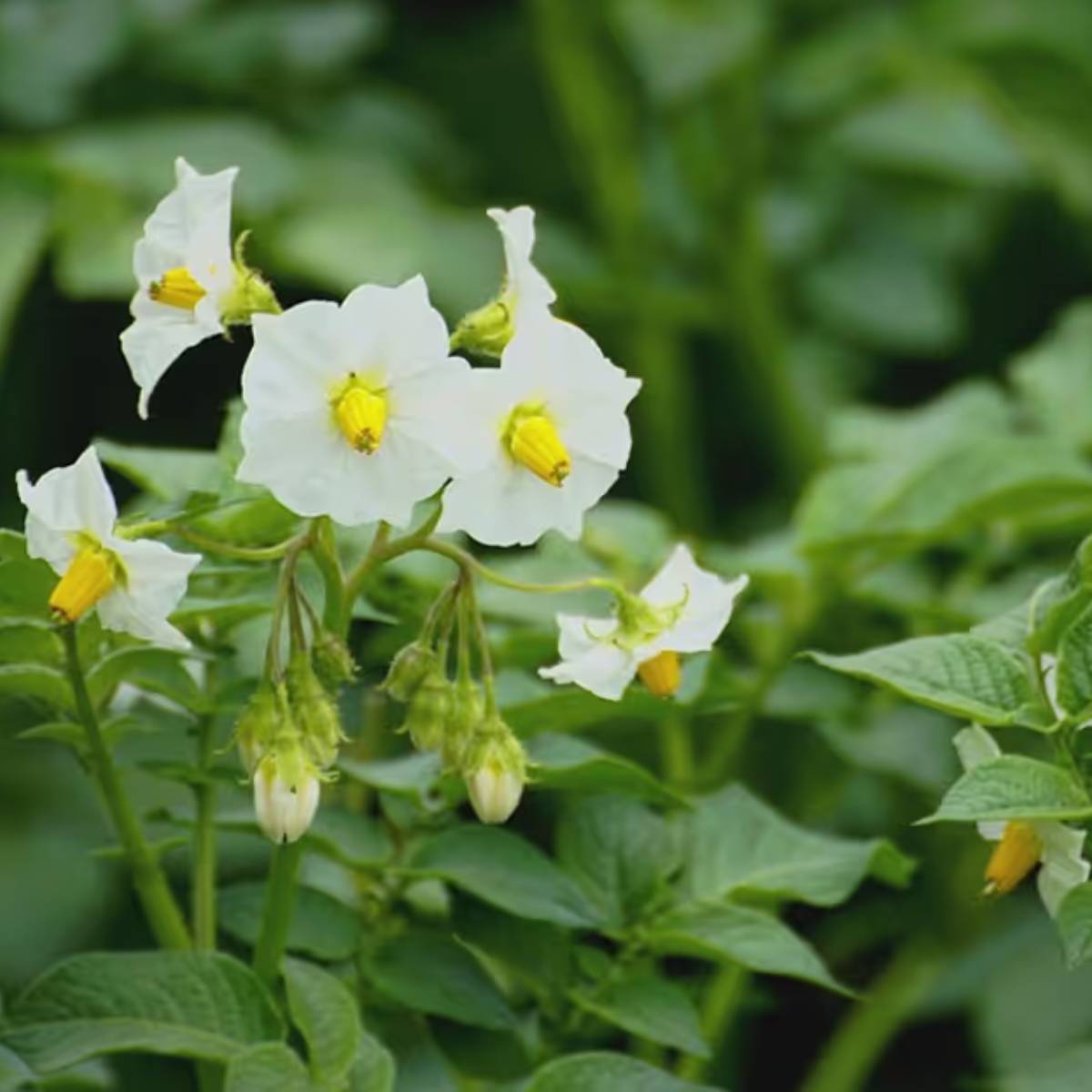 পাত্রটি মাটি দিয়ে ভরে দিন, উপরে ২-৩ ইঞ্চি ফাঁকা জায়গা রেখে দিন। আলুর টুকরোগুলো ১০-১২ ইঞ্চি দূরে রোপণ করুন, চোখ উপরের দিকে মুখ করে রাখুন। ৩-৪ ইঞ্চি মাটি দিয়ে ঢেকে দিন। পাত্রটি মাটি দিয়ে ভরে দিন, উপরে ২-৩ ইঞ্চি ফাঁকা জায়গা রেখে দিন। আলুর টুকরোগুলো ১০-১২ ইঞ্চি দূরে রোপণ করুন, চোখ উপরের দিকে মুখ করে রাখুন। ৩-৪ ইঞ্চি মাটি দিয়ে ঢেকে দিন।