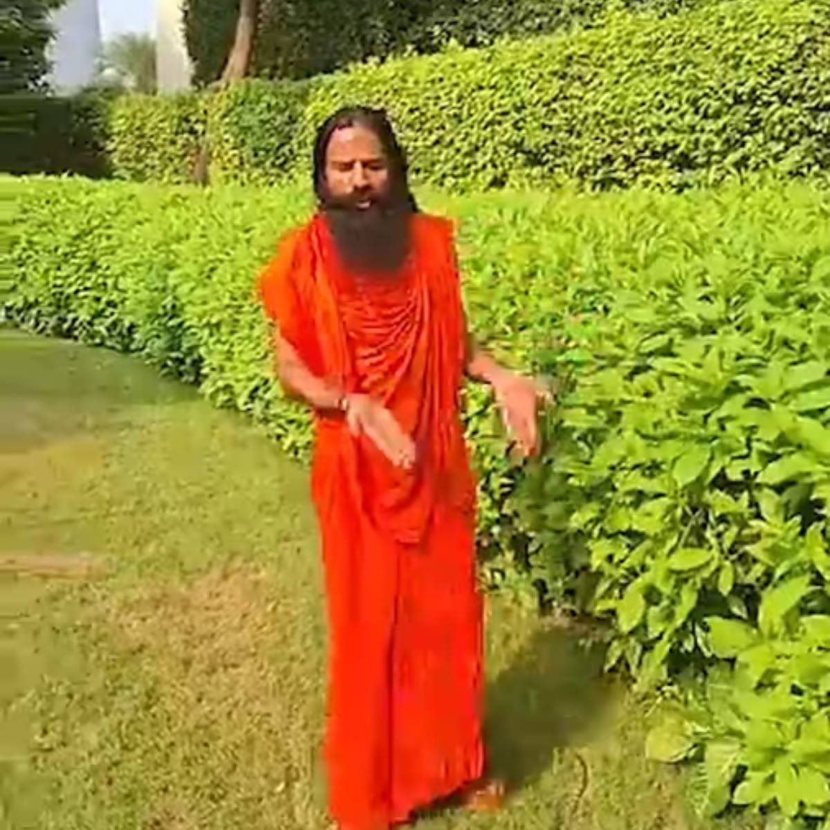 তিনি ব্যাখ্যা করেছিলেন যে যখন এই গাছের পাতা ভেঙে ফেলা হয়, তখন একটি দুধের রস বের হয়। রামদেবের মতে, প্রতিদিন সকাল এবং সন্ধ্যায় তিনটি পাতা খেলে পাইলস থেকে মুক্তি পাওয়া যায়।