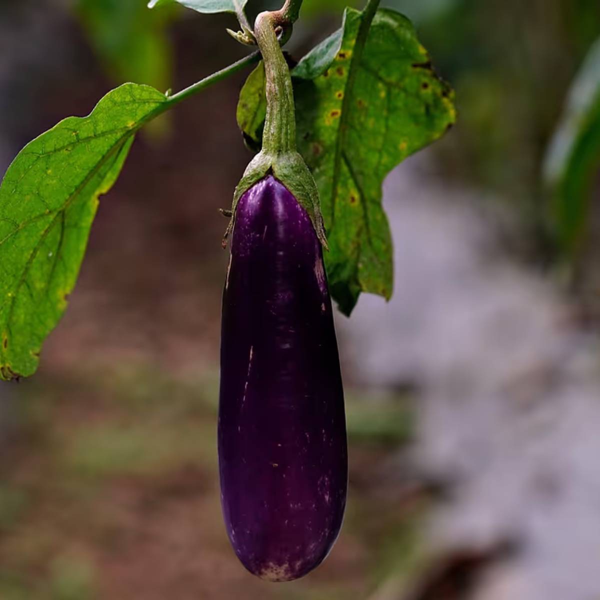 বেগুন গাছে প্রতিদিন ৬-৮ ঘন্টা সরাসরি সূর্যালোক পাওয়া উচিত। সূর্যালোক না পেলে ফুল ফোটে না। ফল অর্থাৎ বেগুন ফলতে সময় লেগে যায়।