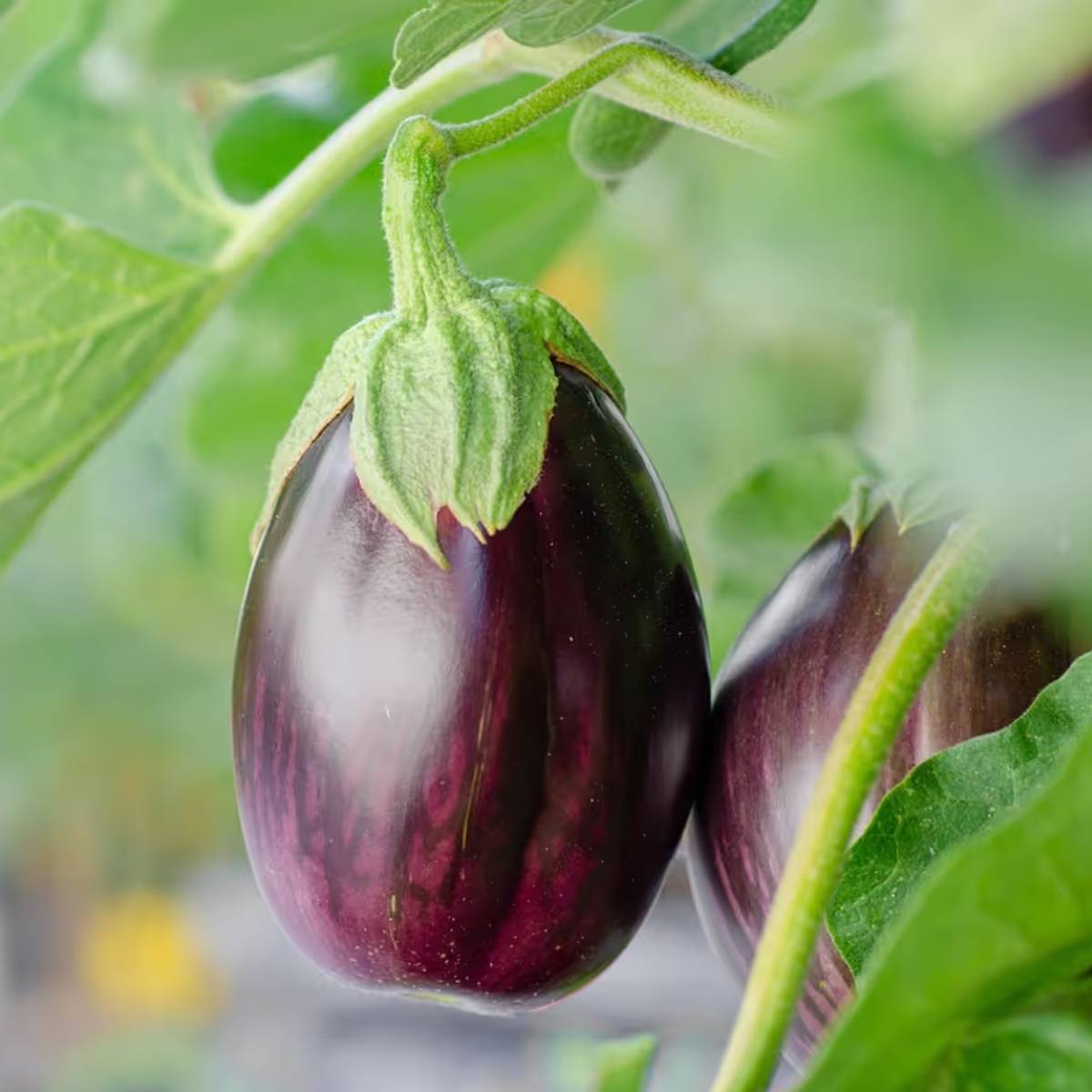 বেগুন গাছে ফুল না আসা একটি সাধারণ সমস্যা, বিশেষ করে যখন টবে বা পাত্রে রাখা হলে। সঠিক যত্ন এবং কয়েকটি ছোটখাটো কাজ করলে এই সমস্যার সমাধান হতে পারে।