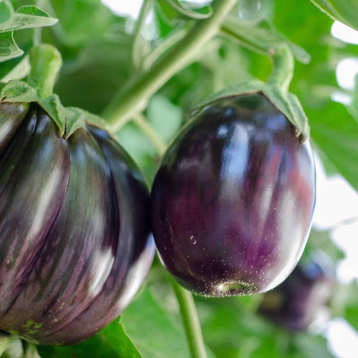 পাতা খাওয়া পোকামাকড় বা রোগে আক্রান্ত হলে গাছে ফুল ফোটার সম্ভাবনা কমে যায়। নিয়মিত ঘরোয়া কীটনাশক বা সাবান পানি দিয়ে স্প্রে করুন।