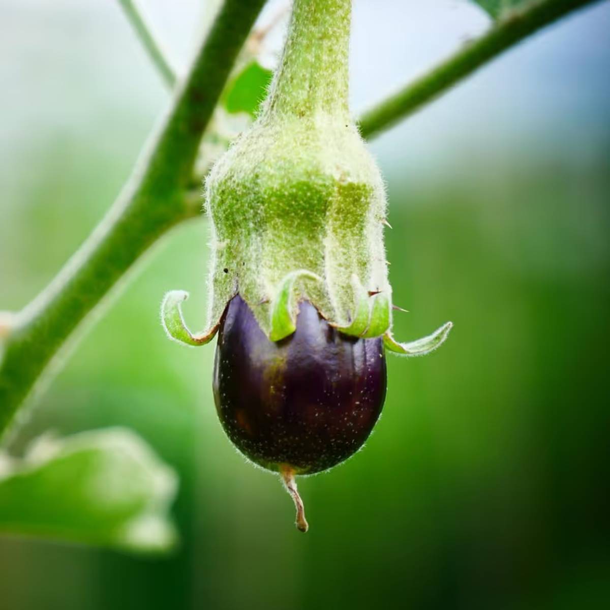 লম্বা বা দুর্বল ডালপালা ছাঁটাই করুন। এর ফলে গাছটি ফুল ও ফল উৎপাদনে তার শক্তি কেন্দ্রীভূত করতে পারে।