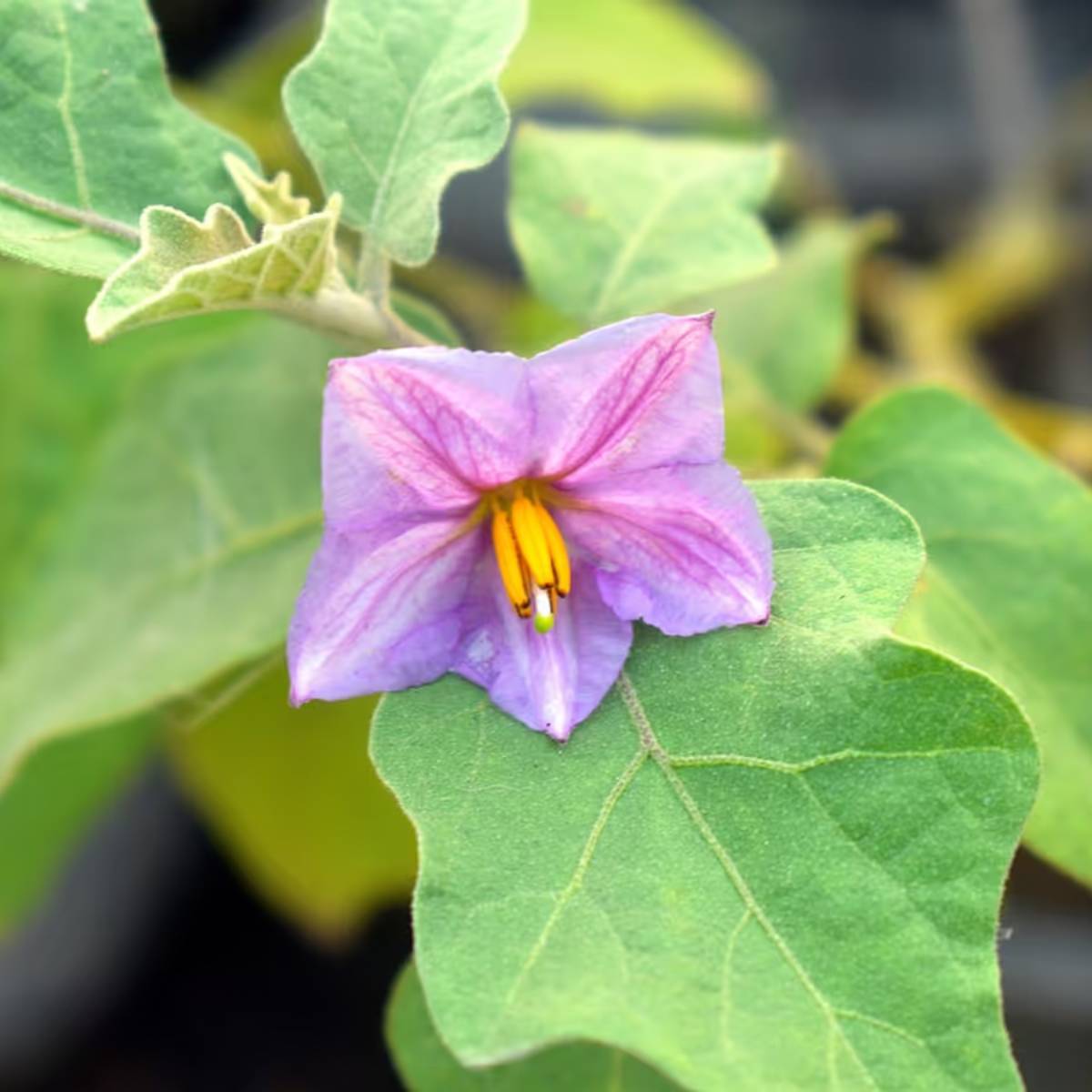 মাটি সবসময় সামান্য আর্দ্র রাখুন। অতিরিক্ত জল বা শুকনো মাটি ফুল ফোটাতে বাধা দিতে পারে।