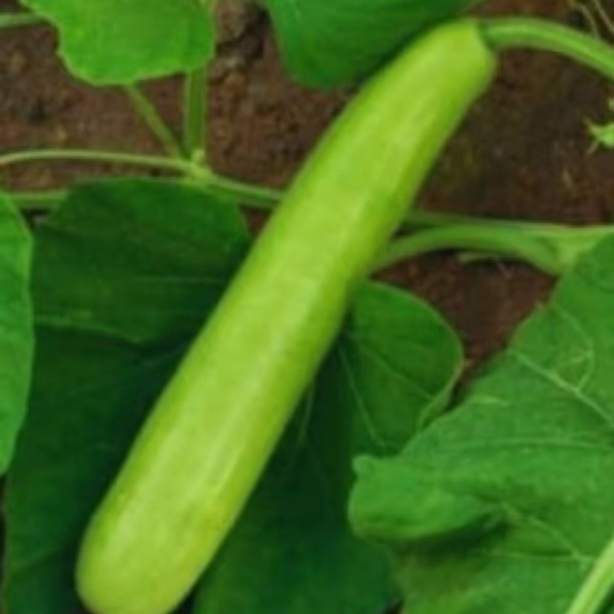 যেসব এলাকায় ঠান্ডা কম, সেখানে শীতকালেও ঘরের বারান্দা বা বারান্দায় সহজেই লাউ চাষ করা যায়।