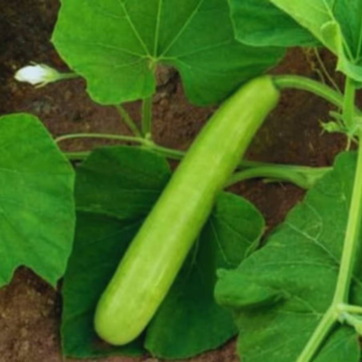 এর জন্য প্রথমে একটি পাত্র নিন। পাত্রে ৫০% মাটি এবং ৫০% গোবর সার মিশিয়ে নিন।